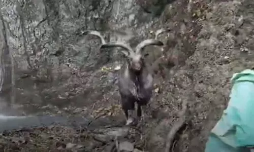 J&K: कश्मीर में नियंत्रण रेखा के पास मारखोर को बचाया गया