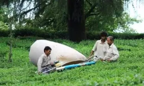 Himachal प्रदेश में भीषण गर्मी और सूखे के बाद चाय की समस्या बढ़ी