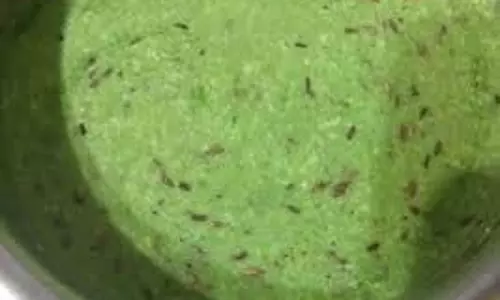 Palak recipe: सर्दियों में पालक से बनाएं ये टेस्टी रेसिपी
