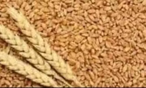 Ludhiana: दिसंबर, जनवरी में पछेती गेहूं किस्मों के लिए कृषि विश्वविद्यालय