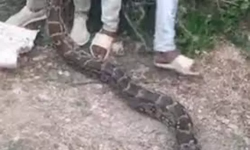 Betul:    रिहायशी इलाके में मिला 10 फीट लंबा अजगर, मचा हड़कंप
