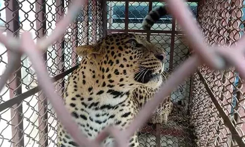 Assam : डिब्रूगढ़ में एक व्यक्ति ने अपने लोहे के पिंजरे में तेंदुए को फंसाया Assam : डिब्रूगढ़ में एक व्यक्ति ने अपने लोहे के पिंजरे में तेंदुए को फंसाया