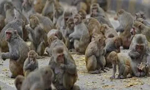 Bahraich: बाग में एक दर्जन बंदरों का शव मिलने से इलाके में हड़कंप Bahraich: बाग में एक दर्जन बंदरों का शव मिलने से इलाके में हड़कंप