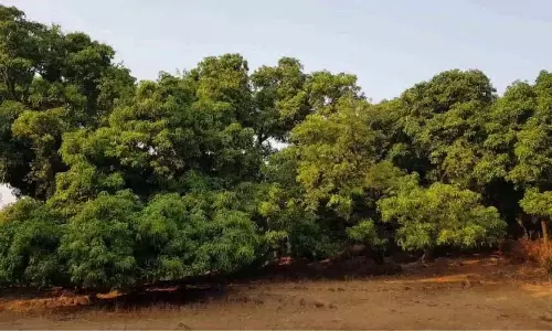 Sangli: किसानों ने शक्ति पीठ के लिए मुआवजे की घोषणा की मांग की