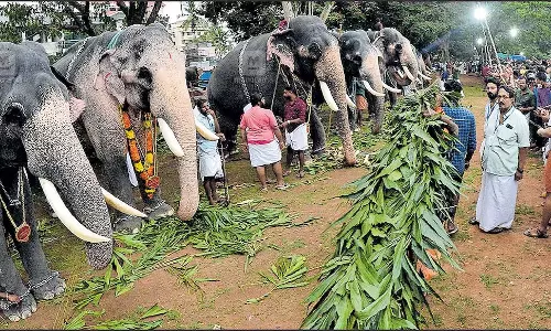 हाईकोर्ट के निर्देश के बाद मंदिर गुरुवायुर देवस्वोम ने जुलूसों में हाथियों की भागीदारी सीमित की