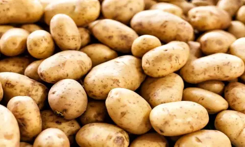 Una में आलू की बंपर फसल से किसानों को मिले अच्छे दाम
