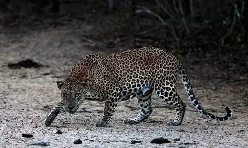 Assam: तेंदुए की हड्डियों, नाखूनों और पंजों के साथ व्यक्ति गिरफ्तार
