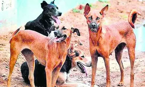 Dog terror: बुजुर्ग महिला पर आवारा कुत्तों का हमला, 100 मीटर तक घसीटा Dog terror: बुजुर्ग महिला पर आवारा कुत्तों का हमला, 100 मीटर तक घसीटा