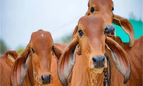 Punjab: फगवाड़ा में जहरीला पदार्थ खाने से दर्जनों गायों की मौत Punjab: फगवाड़ा में जहरीला पदार्थ खाने से दर्जनों गायों की मौत