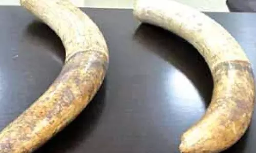 Assam : डीआरआई पूर्वोत्तर के माध्यम से वन्यजीव उत्पादों, ड्रग्स की तस्करी