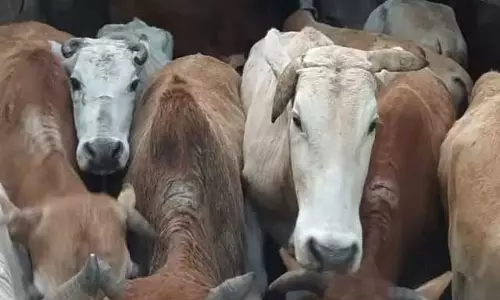 Assam के पशुपालकों को आर्थिक संकट का सामना करना पड़ रहा Assam के पशुपालकों को आर्थिक संकट का सामना करना पड़ रहा