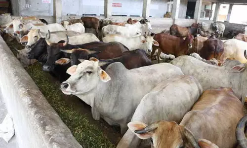 Phagwara में रहस्यमय परिस्थितियों में 20 गायें मृत पाई गईं