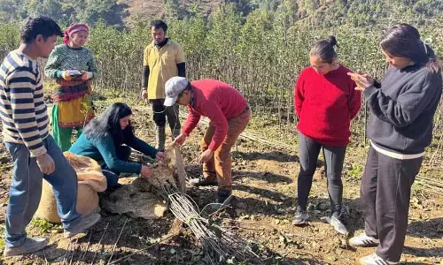 Himachal: विदेशी फलों के पौधों से बागवानी को बढ़ावा दिया Himachal: विदेशी फलों के पौधों से बागवानी को बढ़ावा दिया