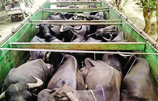 Lakhanpur: 39 मवेशी से भरे ट्रक को पुलिस ने नाके पर पकड़ा Lakhanpur: 39 मवेशी से भरे ट्रक को पुलिस ने नाके पर पकड़ा