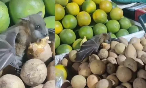 पुणे के बाज़ार में चीकू खाते दिखा चमगादड़, VIDEO वायरल पुणे के बाज़ार में चीकू खाते दिखा चमगादड़, VIDEO वायरल