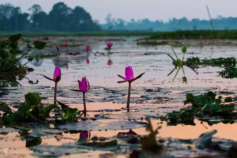 Assam: प्रवासी पक्षियों का स्वर्ग मागुरी-मोटापुंग बील संकट में