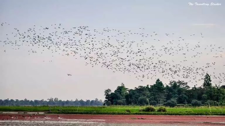 Assam का मागुरी-मोटापुंग बील विलुप्त होने के कगार पर, पक्षी दर्शन