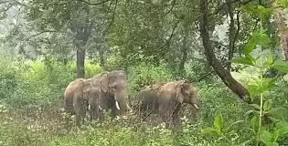 Chandil: हाथियों का कहर जारी, ग्रामीण भयभीत