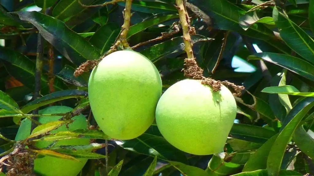 Konkan: बीमा योजना में शर्तें लगाकर आम और काजू उत्पादकों के साथ अन्याय