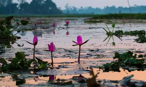 Assam: प्रवासी पक्षियों का स्वर्ग मागुरी-मोटापुंग बील संकट में