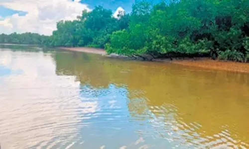 Odisha: केंद्र ने मैंग्रोव पुनरुद्धार के लिए ओडिशा के साथ हाथ मिलाया Odisha: केंद्र ने मैंग्रोव पुनरुद्धार के लिए ओडिशा के साथ हाथ मिलाया