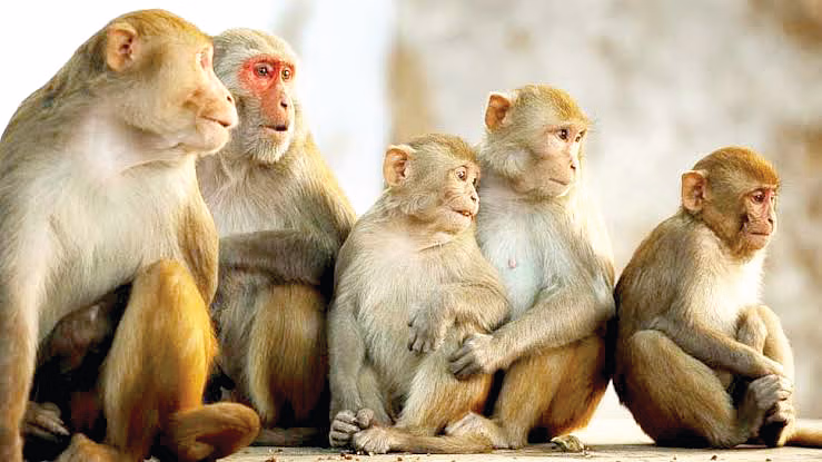 Aligarh: शहर के हर इलाके में बंदरों का आतंक Aligarh: शहर के हर इलाके में बंदरों का आतंक