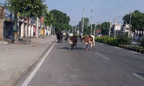 Haryana :  नाले के पास खुलेआम कूड़ा जलाया जा रहा