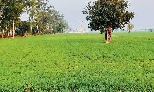 Haryana : बारिश और ठंडे तापमान से गेहूं की बेहतर पैदावार की संभावना