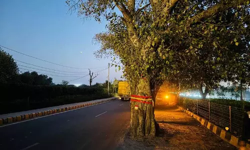Haryana :  पेड़ों पर रिफ्लेक्टिव टेप चिपकाने का तीन दोस्तों का अनोखा विचार