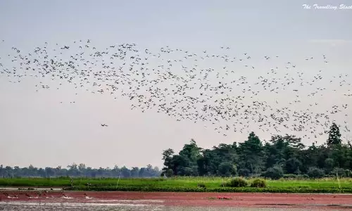 Assam का मागुरी-मोटापुंग बील विलुप्त होने के कगार पर, पक्षी दर्शन