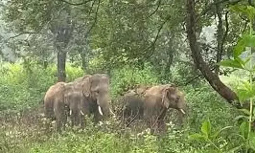 Chandil: हाथियों का कहर जारी, ग्रामीण भयभीत