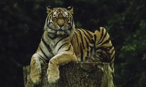Chhatarpur: तीन बाघों ने किया महिला पर हमला, मौत; ग्रामीणों में दहशत