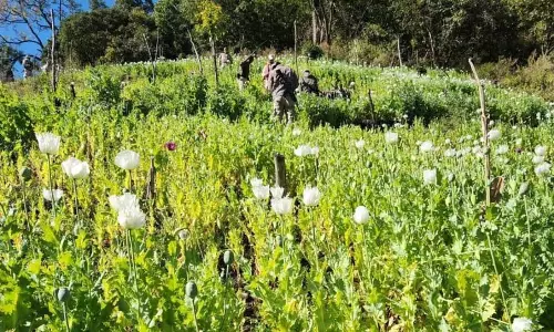 Manipur के अधिकारियों ने उखरुल में 55 एकड़ अफीम के बागान नष्ट