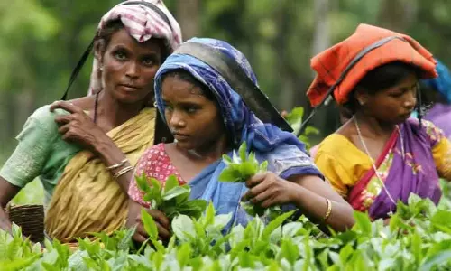 Assam : चाय बागान श्रमिकों का ₹70 करोड़ बकाया दो साल में चुकाया जाएगा Assam : चाय बागान श्रमिकों का ₹70 करोड़ बकाया दो साल में चुकाया जाएगा