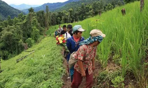 Mizoram स्थानीय किसानों से चार फसलें खरीदने के लिए Mizoram स्थानीय किसानों से चार फसलें खरीदने के लिए