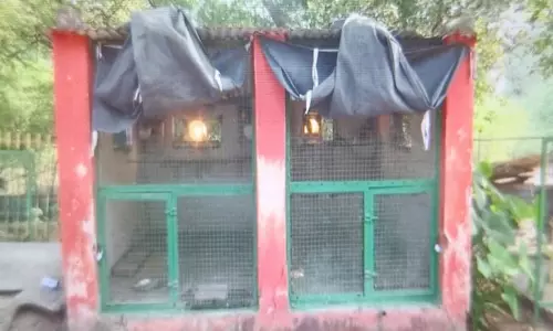 Gwalior Zoo में जानवरों को ठंड से बचाने के लिए किए गए विशेष उपाय Gwalior Zoo में जानवरों को ठंड से बचाने के लिए किए गए विशेष उपाय