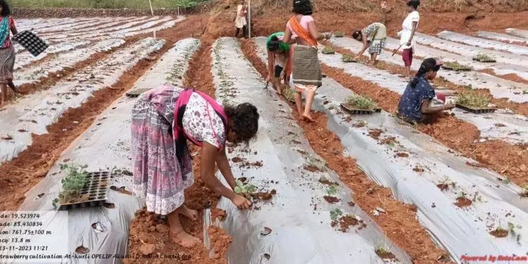 सहायता प्रवाह बंद होने से नियमगिरि में स्ट्रॉबेरी की खेती रुकी