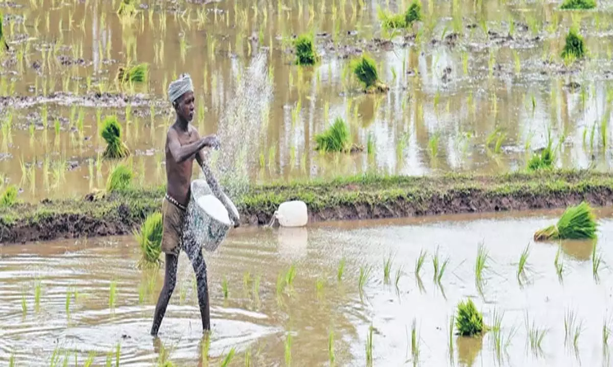 Odisha: ओडिशा सरकार चावल की बंजर भूमि में दाल की पैदावार बढ़ाएगी