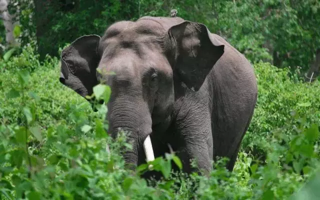 Kaziranga हाथी गोहपुर में बीमार पाया गया, मेडिकल टीम मौके पर पहुंची