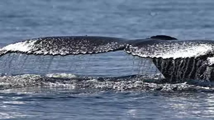 Humpback whale ने 13,000 किमी की यात्रा कर बनाया नया रिकॉर्ड