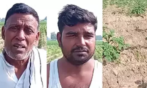 कन्नौज : नकली दवा से आलू की फसल बर्बाद, किसान परेशान