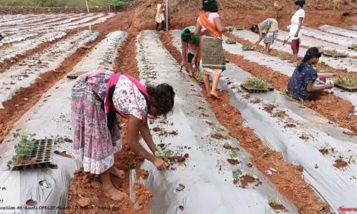 सहायता प्रवाह बंद होने से नियमगिरि में स्ट्रॉबेरी की खेती रुकी सहायता प्रवाह बंद होने से नियमगिरि में स्ट्रॉबेरी की खेती रुकी
