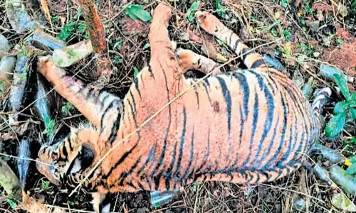 Tamil Nadu: थेक्कडी में शराब की बोतलें जानवरों के लिए खतरा बनी हुई Tamil Nadu: थेक्कडी में शराब की बोतलें जानवरों के लिए खतरा बनी हुई