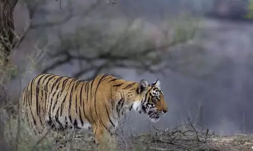 Andhra: बुराडाकोटा हिल्स रिजर्व फॉरेस्ट में बाघ देखा गया Andhra: बुराडाकोटा हिल्स रिजर्व फॉरेस्ट में बाघ देखा गया