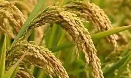 Telangana: धान की खेती से मोनोकल्चर का डर बढ़ रहा Telangana: धान की खेती से मोनोकल्चर का डर बढ़ रहा