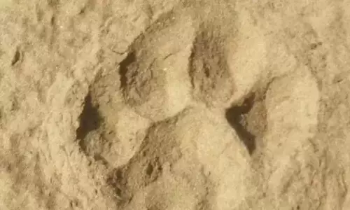 Mulugu: बाघ के पैरों के निशान देखकर गांव वाले हैरान Mulugu: बाघ के पैरों के निशान देखकर गांव वाले हैरान