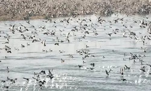 वुलर झील में शिकारियों का पर्दाफाश, 1 गिरफ्तार