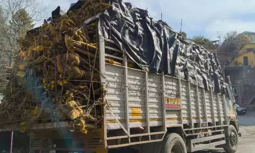 वन अधिकारियों ने अवैध kashmal जड़ निष्कर्षण अभियान में ट्रकों को जब्त किया