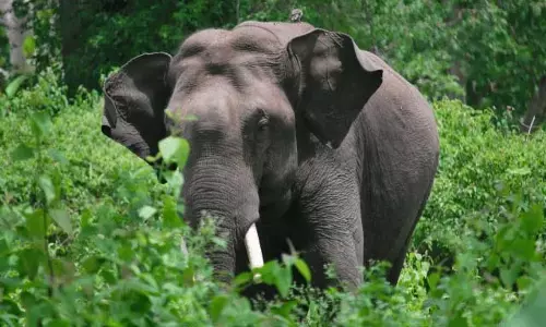 Kaziranga हाथी गोहपुर में बीमार पाया गया, मेडिकल टीम मौके पर पहुंची Kaziranga हाथी गोहपुर में बीमार पाया गया, मेडिकल टीम मौके पर पहुंची