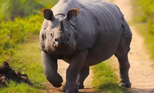 Assam अभयारण्यों में गैंडों की सुरक्षा के लिए गश्त और निगरानी बढ़ाई गई Assam अभयारण्यों में गैंडों की सुरक्षा के लिए गश्त और निगरानी बढ़ाई गई